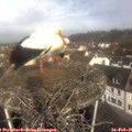 09_55-nest.jpg