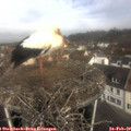 10_00-nest.jpg