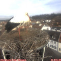 10_05-nest.jpg