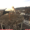 10_10-nest.jpg