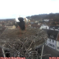 10_20-nest.jpg