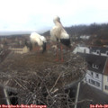 10_40-nest.jpg