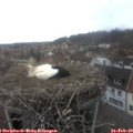 14_15-nest.jpg