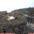 14_20-nest.jpg