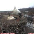 14_30-nest.jpg