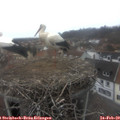 14_40-nest.jpg