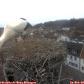 15_00-nest.jpg
