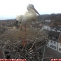 15_05-nest.jpg