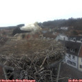 17_00-nest.jpg