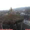 07_20-nest.jpg