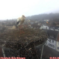 07_30-nest.jpg