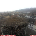 07_55-nest.jpg