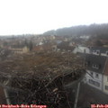 08_10-nest.jpg