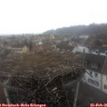 08_15-nest.jpg