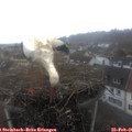 08_40-nest.jpg
