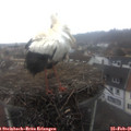 08_45-nest.jpg