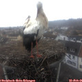 08_50-nest.jpg