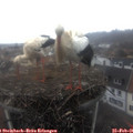 08_55-nest.jpg