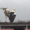 09_00-mast.jpg