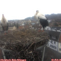 09_05-nest.jpg