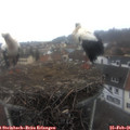 09_10-nest.jpg