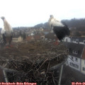 09_15-nest.jpg