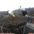 09_20-nest.jpg