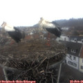 09_25-nest.jpg