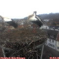 09_30-nest.jpg