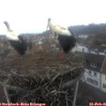 09_35-nest.jpg