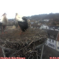 09_40-nest.jpg