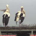 09_45-mast.jpg