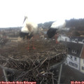 09_45-nest.jpg