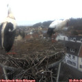 09_55-nest.jpg