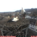 10_00-nest.jpg