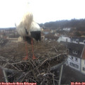 10_05-nest.jpg