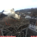 10_15-nest.jpg