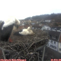 10_20-nest.jpg