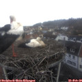 10_25-nest.jpg