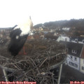 10_30-nest.jpg