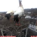 10_35-nest.jpg