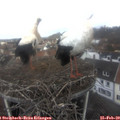 10_45-nest.jpg
