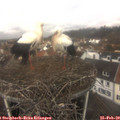 11_05-nest.jpg