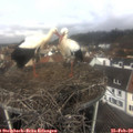 11_10-nest.jpg