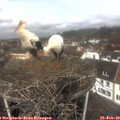 11_20-nest.jpg
