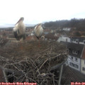 11_25-nest.jpg