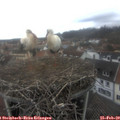 11_35-nest.jpg