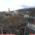 11_40-nest.jpg