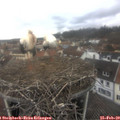 11_50-nest.jpg