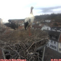 12_15-nest.jpg